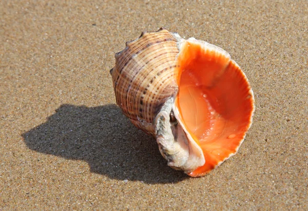 Concha marinha — Fotografia de Stock