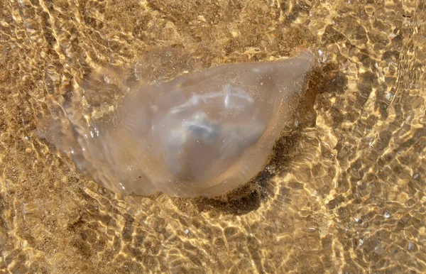 Medusas no mar — Fotografia de Stock