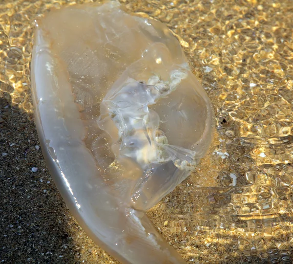 Méduses en mer — Photo