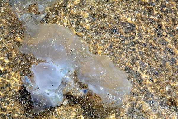 Medusas no mar — Fotografia de Stock