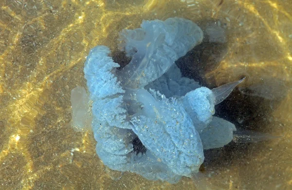 Медузы в море — стоковое фото