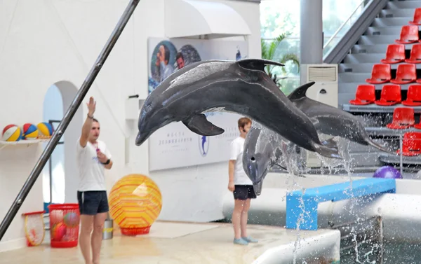 Delfines en el delfinario — Foto de Stock