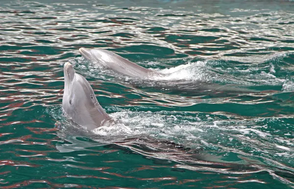 Delfine im Delfinarium — Stockfoto