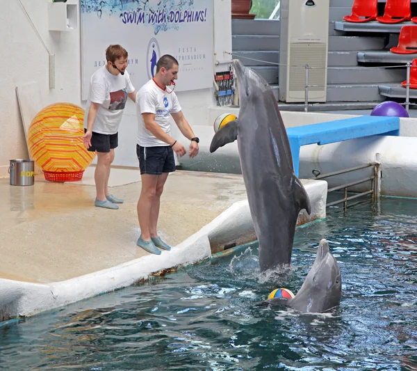 Delfine im Delfinarium Varna, Bulgarien — Stockfoto