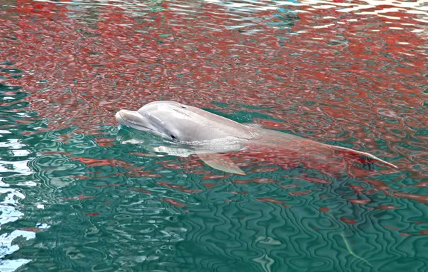 Delfine im Delfinarium — Stockfoto