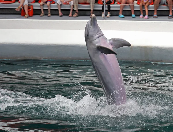 Delfine im Delfinarium — Stockfoto