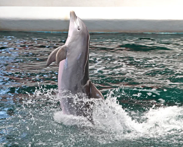 Delfine im Delfinarium — Stockfoto