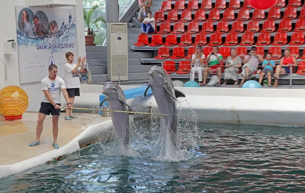Delfin Spielt Balle Mit Dem Trainer Im Delfinarium Von Rostov Redaktionelles Stockfoto C Aleks49 67463275
