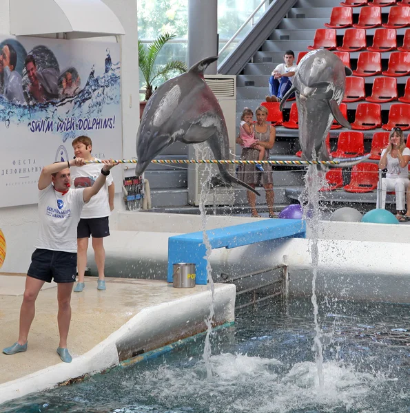 Delfine im Delfinarium — Stockfoto