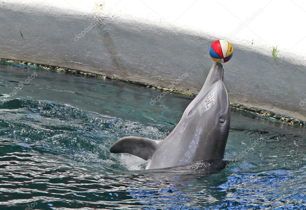 Dolphins in dolphinarium