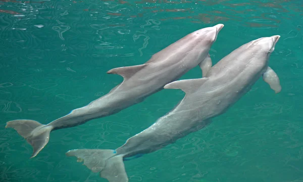 Delfine im Delfinarium — Stockfoto