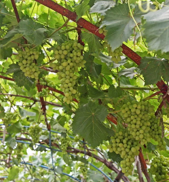 Grapes in Brashlyan - village in Bulgaria — Stock Photo, Image