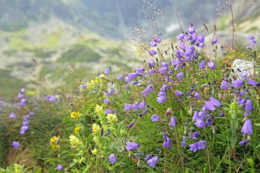 Flora adlı yüksek tatras mountains, Slovakya