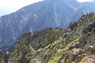 Chamois yüksek tatras mountains, Slovakya için