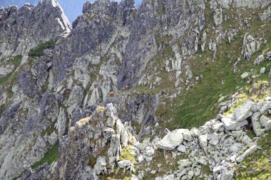 Chamois yüksek tatras mountains, Slovakya için