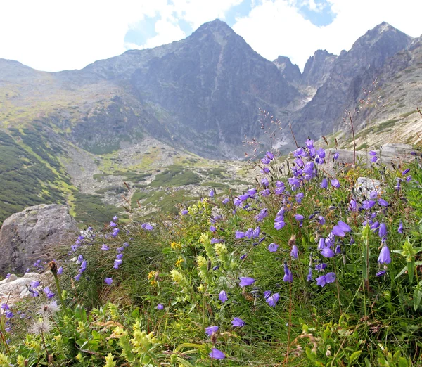 Flora på bergen Vysoké Tatry, Slovakien — Stockfoto