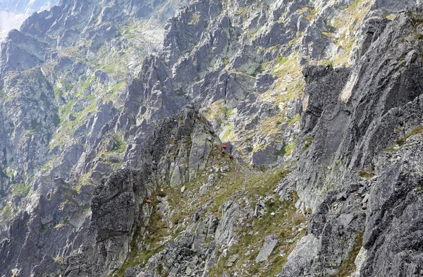 Gämsen in der Hohen Tatra, Slowakei — Stockfoto