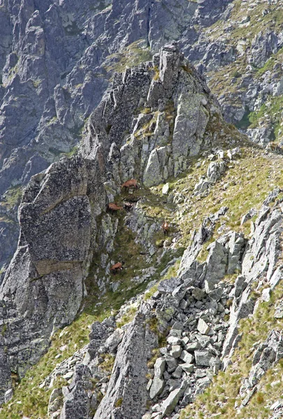 Gämsen in der Hohen Tatra, Slowakei — Stockfoto