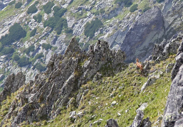 Gämsen in der Hohen Tatra, Slowakei — Stockfoto