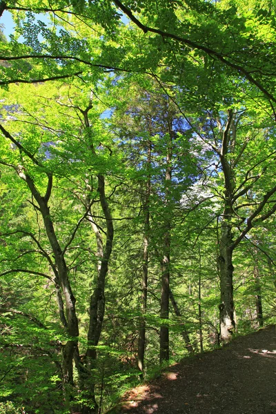 Kvacianska dolina - valle nella regione Liptov, Slovacchia — Foto Stock