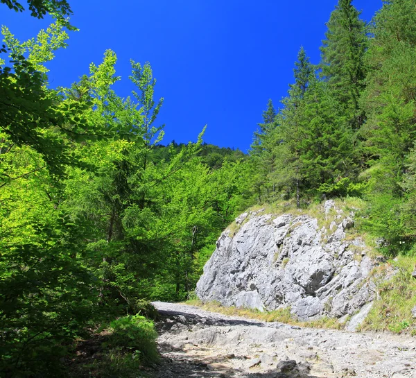 Kvacianska dolina - vale na região Liptov, Eslováquia — Fotografia de Stock