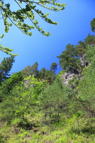 Kvacianska dolina - valle nella regione Liptov, Slovacchia — Foto Stock