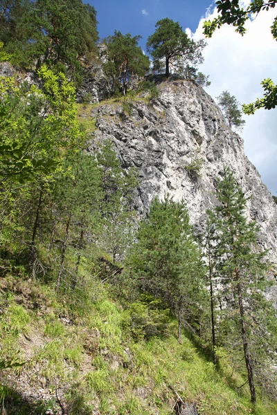 Kvacianska Долина - Долина в регіоні Ліптов, Словаччина — стокове фото