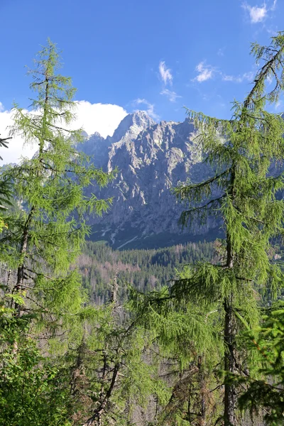 Mala studena dolina - vale em High Tatras, Eslováquia — Fotografia de Stock