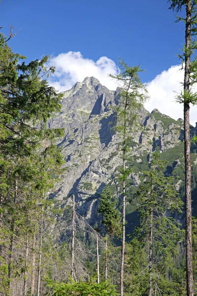 Mala studena dolina - vale em High Tatras, Eslováquia — Fotografia de Stock