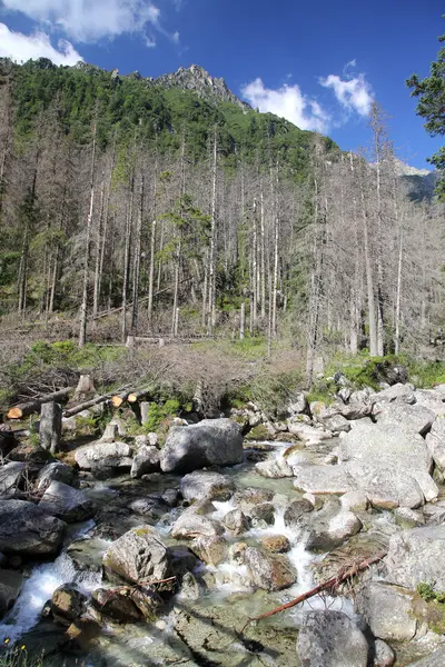 Mala studena dolina - valley in High Tatras, Slovakia — Stock Photo, Image