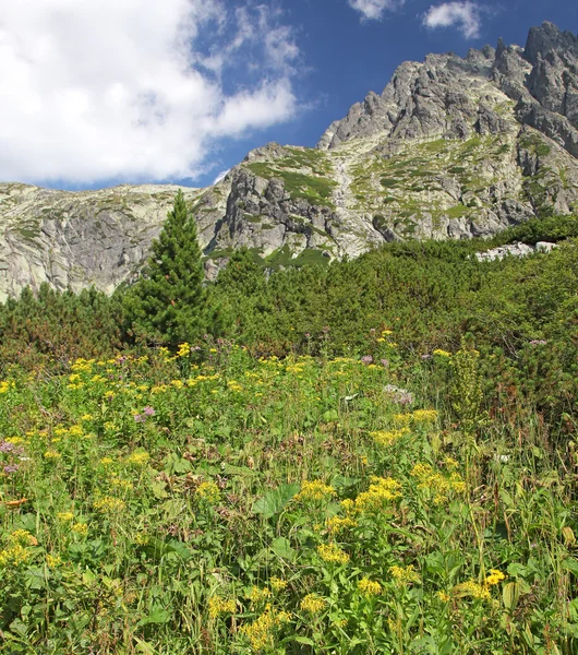 Mala Studenej dolina - dolina w Wysokie Tatry, Słowacja — Zdjęcie stockowe