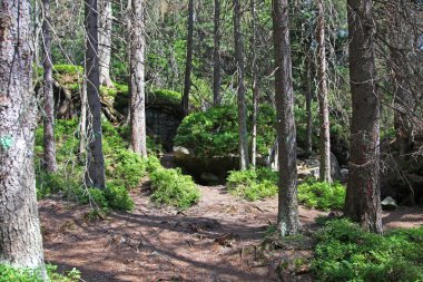 Mala studena dolina - vadide yüksek tatras, Slovakya