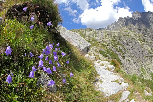 Ticha dolina - dalen i Vysoké Tatry, Slovakien — Stockfoto