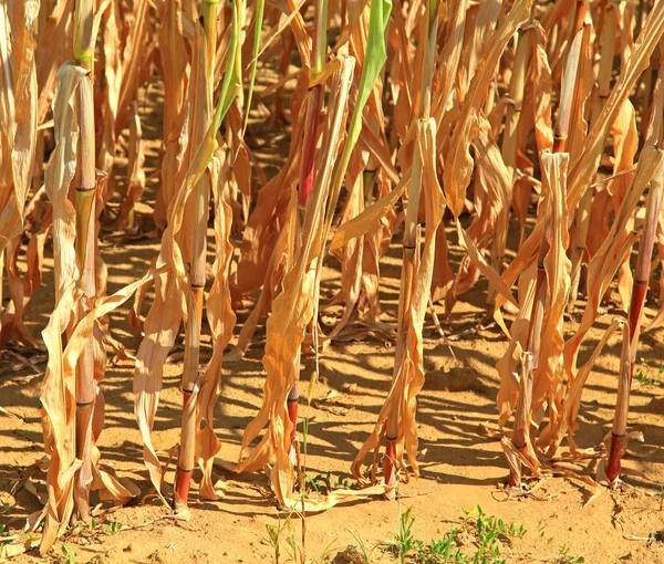 Corn field — Stock Photo, Image