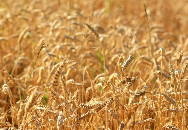 Cornfield — Stockfoto