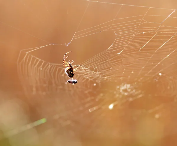 Örümcek ve tahıl — Stok fotoğraf