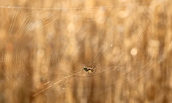 Araña y grano — Foto de Stock