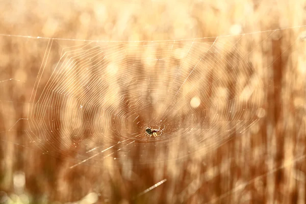 Araña y grano — Foto de Stock