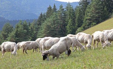 mera üzerinde koyun