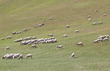 mera üzerinde koyun