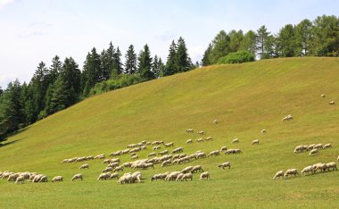 mera üzerinde koyun