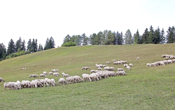 Moutons dans les pâturages — Photo