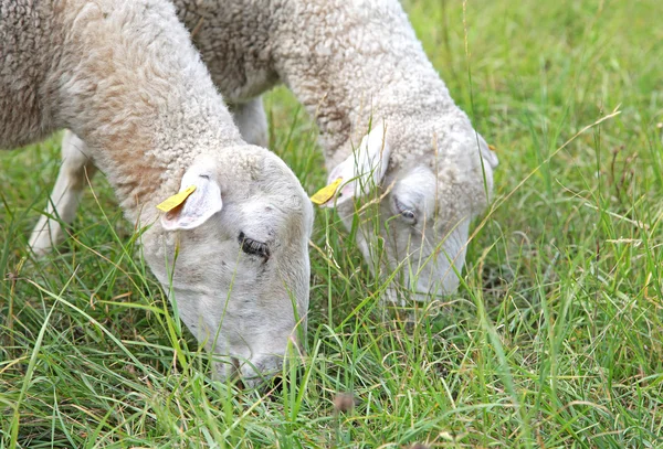 Schapen op de weide — Stockfoto