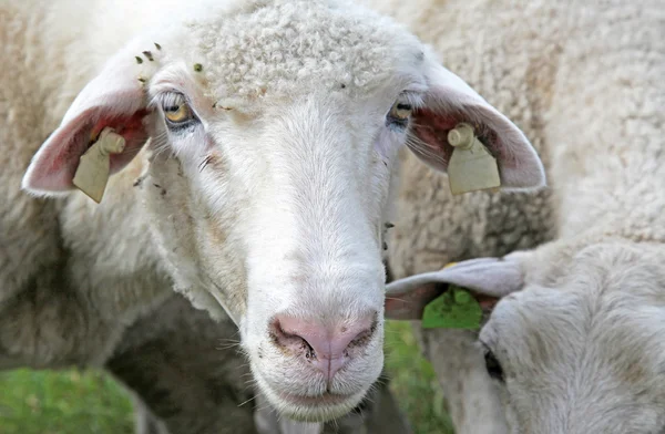 Πρόβατα σε Λιβάδι — Φωτογραφία Αρχείου