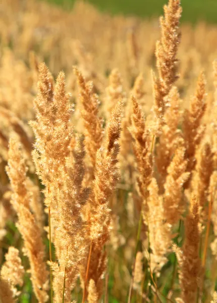 Fields at region Liptov, Slovakia — Stock Photo, Image