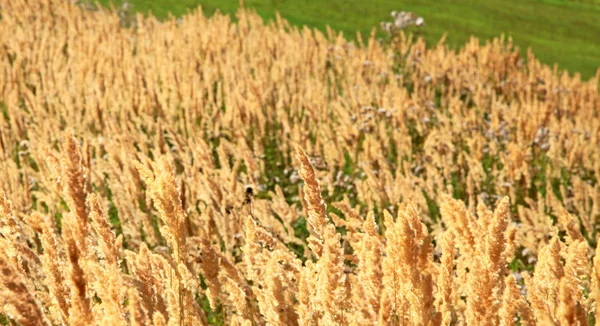 Fields at region Liptov, Slovakia — Stock Photo, Image