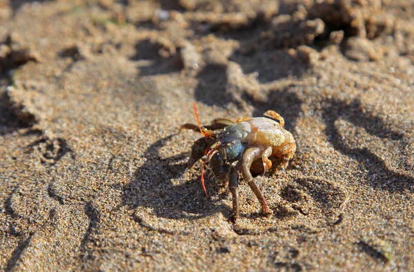 Crabe sur la plage de sable — Photo