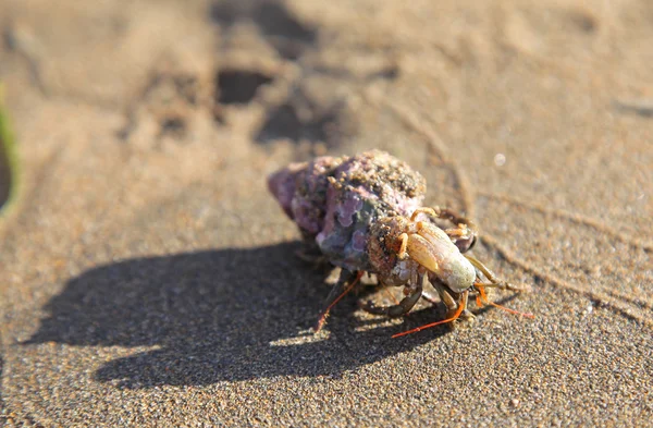 Krab op het zandstrand — Stockfoto