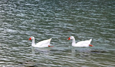 Kaz Gölü kournas Girit Adası,