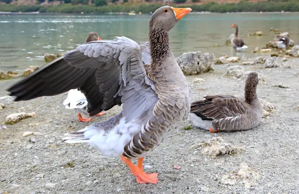 Gansos en el lago Kournas en la isla de Creta — Foto de Stock